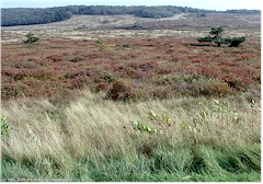 Wiesenlandschaft im Shenandoah NP