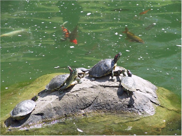[ schildkrten und fische ]