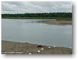 [ kste im kouchibouguac nationalpark ]