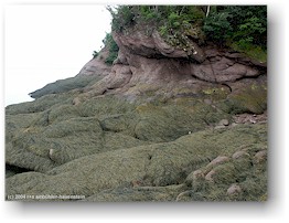 [ ufer der herring cove im fundy NP bei ebbe ]