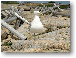 [ mve auf dem cadillac mountain ]