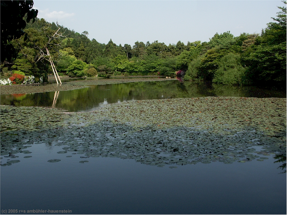 [ kyoto: kleiner see mit seerosen im ryoan-ji ]