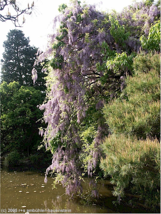 [ kyoto: bltenpracht im ryoan-ji ]