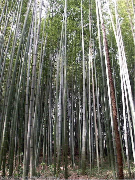 [ kyoto: bambus-wald beim jizo-ji ]
