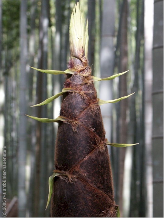 [ kyoto: junger bambus-spross beim jizo-ji (nahaufnahme) ]
