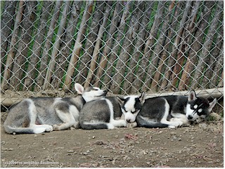 [ drei junge schlafende huskies ]