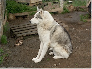 [ wunderschner husky im profil ]