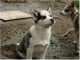 [ junger husky ]