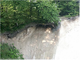untersplte vegetation auf den kreideklippen von mns klint