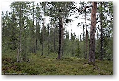 wald im fulufjllets nationalpark