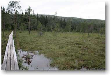 wanderweg (steg) ber sumpfgebiet im fulufjllets nationalpark