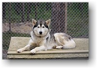 husky