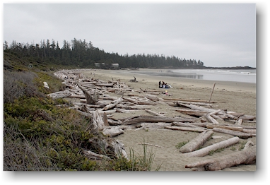 angeschwemmtes treibholz am strand der sdlichen wickaninnish bay im pacific rim national park auf vancouver island