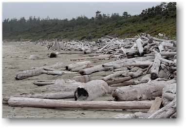 angeschwemmtes treibholz am strand der sdlichen wickaninnish bay im pacific rim national park auf vancouver island