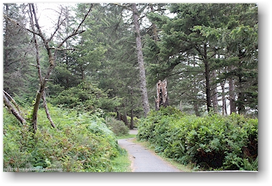 wanderweg im wald nahe der kste bei der sdlichen wickaninnish bay im pacific rim national park auf vancouver island