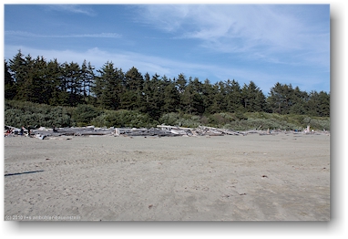 sandstrand, treibholz und wald bei der nrdlichen wickaninnish bay im pacific rim national park auf vancouver island
