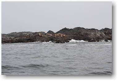 seelwen (sea lions) auf einer kleinen felsinsel vor tofino, vancouver island