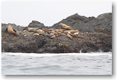 seelwen (sea lions) auf einer kleinen felsinsel vor tofino, vancouver island
