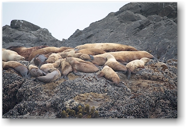 seelwen (sea lions) auf einer kleinen felsinsel vor tofino, vancouver island