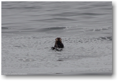 seeotter (seaotter) vor tofino, vancouver island