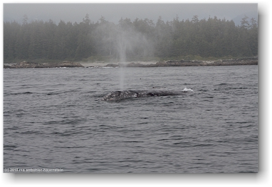 grauwal (gray whale) im pazifik vor tofino, vancouver island