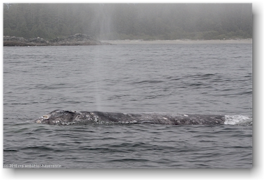 grauwal (gray whale) im pazifik vor tofino, vancouver island