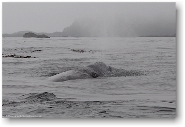 grauwal (gray whale) im pazifik vor tofino, vancouver island