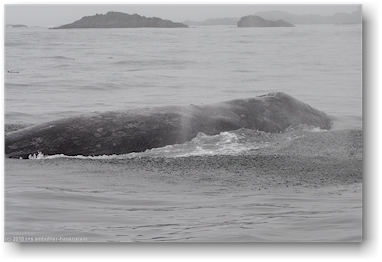 grauwal (gray whale) im pazifik vor tofino, vancouver island