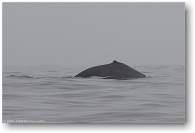 buckelwal (humpback whale) im pazifik vor tofino, vancouver island
