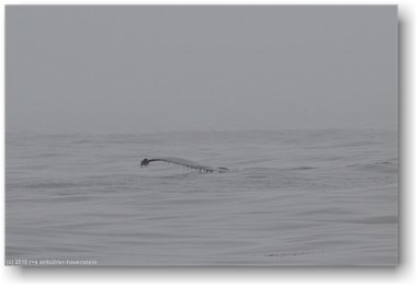 buckelwal (humpback whale) im pazifik vor tofino, vancouver island