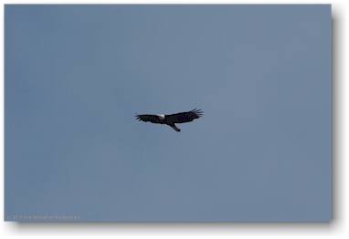 weisskopfadler (bold eagle) ber dem bedwell sound bei tofino auf vancouver island