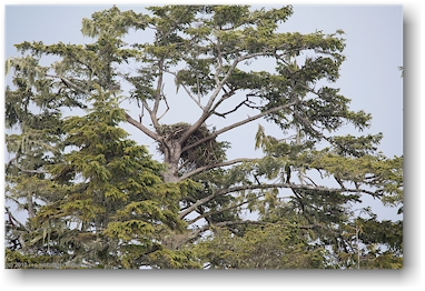 nest eines weisskopfadler (bold eagle) im bedwell sound bei tofino auf vancouver island