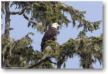 weisskopfadler (bold eagle) auf einem baum im bedwell sound bei tofino auf vancouver island