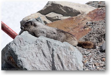 murmeltier am whistler mountain