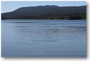 mathias, katrin und daniel schwimmen weit draussen im kibbee lake