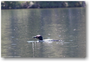 seetaucher (loon) auf dem kibbee lake