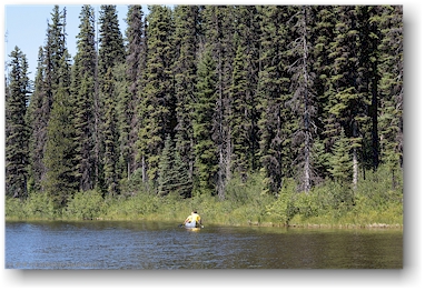dichter wald bis zum ufer des thompson lake