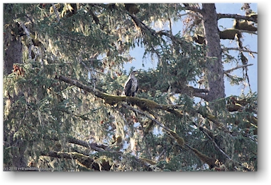 junger adler in der fish creek wildlife site in hyder, alaska, USA