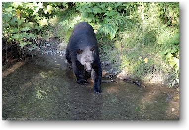 ein schwarzbr am ufer des salmon river im der fish creek wildlife site in hyder, alaska, USA