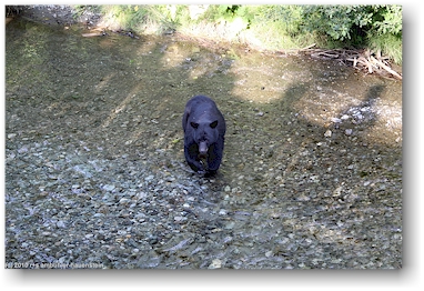 ein schwarzbr im salmon river im der fish creek wildlife site in hyder, alaska, USA
