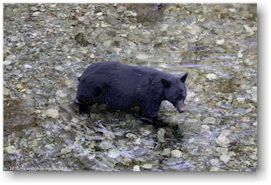 ein schwarzbr im salmon river im der fish creek wildlife site in hyder, alaska, USA