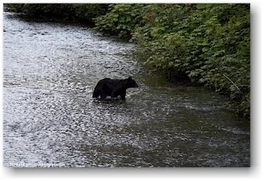 ein schwarzbr im salmon river im der fish creek wildlife site in hyder, alaska, USA