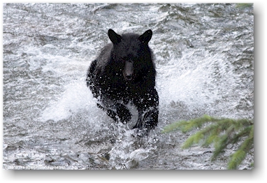 ein schwarzbr auf der jagd nach einem lachs im salmon river im der fish creek wildlife site in hyder, alaska, USA