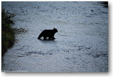 ein schwarzbr im salmon river im der fish creek wildlife site in hyder, alaska, USA