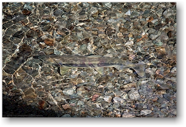 lachs im seichten salmon river in der fish creek wildlife site in hyder, alaska, USA