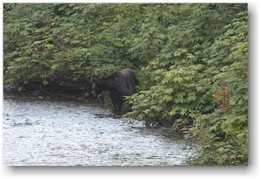 grizzlybr am ufer des salmon river in hyder, alaska, USA