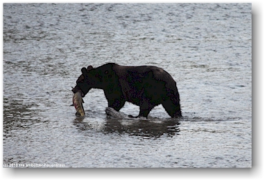 grizzlybr mit lachs im salmon river in hyder, alaska, USA