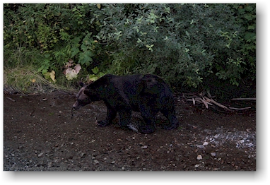 grizzlybr am ufer des salmon river in hyder, alaska, USA