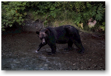 grizzlybr am ufer des salmon river in hyder, alaska, USA