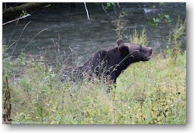 br in der fish creek wildlife site bei hyder, alaska, USA